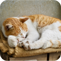 スクロール用９