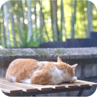 スクロール用１